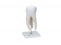 model zęba trzonowego górnego trójkorzeniowego, 3 części - 1017580 [d10/5] 3b scientific modele anatomiczne 13